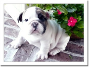 Female English bulldog puppies for sale in caring home 